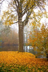 autumn in the park