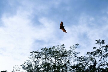 Bat flying on blue sky