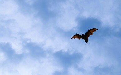 Bat flying on blue sky