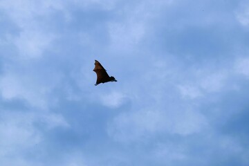 Bat flying on blue sky