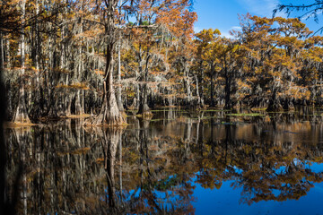 Famous Caddo Lake in Texas. Cypress trees covered with Spanish moss in autumn colors