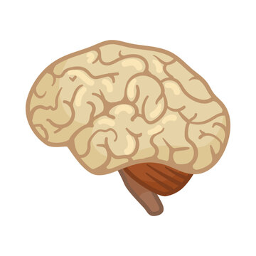 Brain of female body vector illustration. Internal human organ, central nervous system, brain on white background. Education, anatomy concept