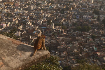 monkey in the top of city