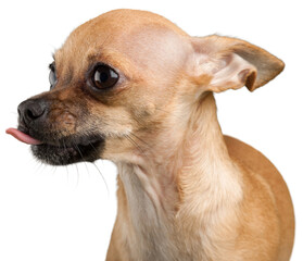 Chihuahua Sticking out It's Tongue