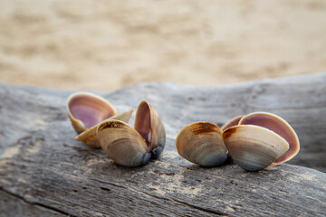 Clam shells collected on a beach and placed on driftwood.