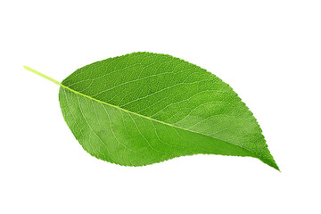 Pear tree leaf - 545048585