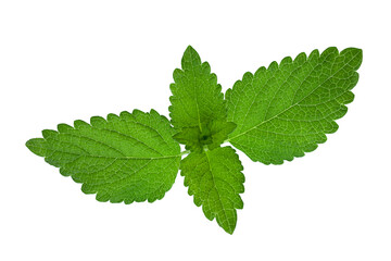 lemon balm herb leaf on white