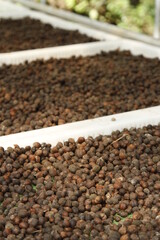 Freshly dried coffee beans ready for processing