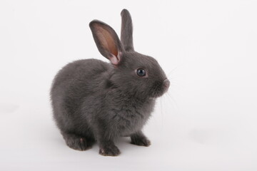 Grey rabbit on a white background