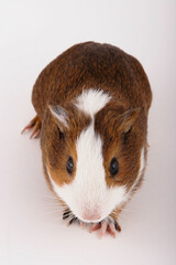 Brown and white guinea pig on a white background