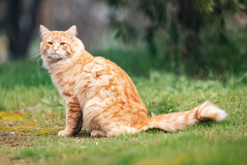Fluffy ginger cat outdoors looking at camera