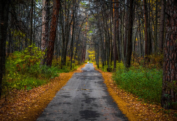Walking through the autumn forest on a quiet day.