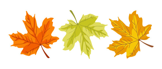 Autumn maple leaves set. Vector illustrations of yellow, orange and green leaf from tree branch. Cartoon foliage flying in fall autumn air of forest or garden isolated on white. Nature, season concept