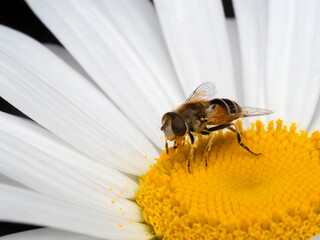 P7170403 Black Footed Drone Fly, Eristalis hirta, on daisy flower cECP 2022