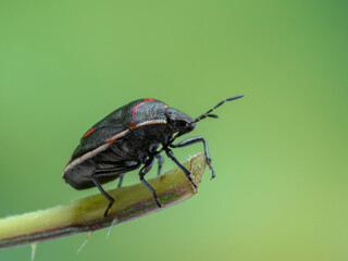P7020493 twice-stabbed stink bug, Cosmopepla lintneriana, side view, cECP 2022
