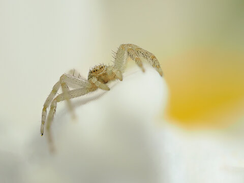 P7220155 tiny crab spider, Philodromus rufus, facing camera cECP 2022