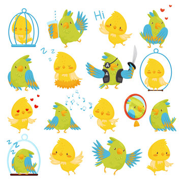 Canary and parrot birds set. Cute pet birds in everyday activities set cartoon vecto