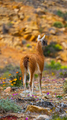 Guanaco llama o alpaca pastando en el desierto de atacama rodeado por flores de colores y montañas áridas