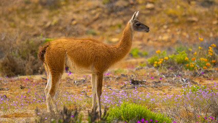 Guanaco llama o alpaca pastando en el desierto de atacama rodeado por flores de colores y montañas áridas
