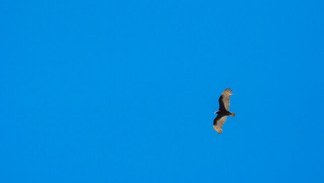 jote de cabeza colorada volando en el cielo azul con sus alas abiertas de color blanco y negro