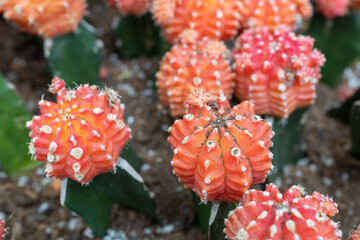 Close up of Gymnocalycium Mihanovichii which is also known as Ruby Ball or Red Cap