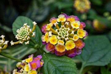 Close up of a West Indian Lantana, a type of flowering plant