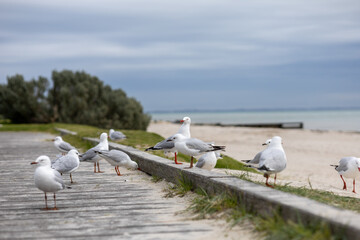 Straight on view of red-billed gulls at a beach in Melbourne, Australia