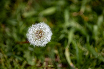 Top-down view of a dandelion on the grass
