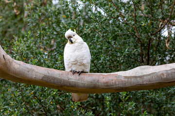 A yellow-crested cockatoo standing on the branch of a tree