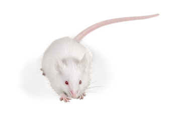 White laboratory rat isolated on white background