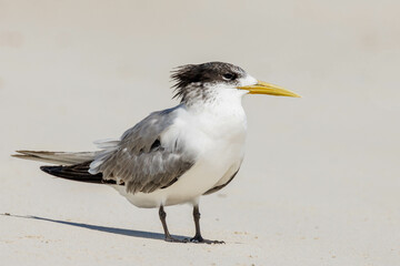 Fototapeta na wymiar Great Crested Tern in Western Australia