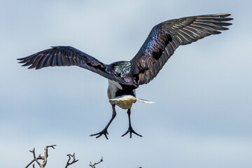 Straw-necked Ibis in Western Australia