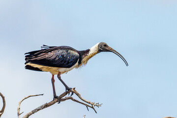 Straw-necked Ibis in Western Australia