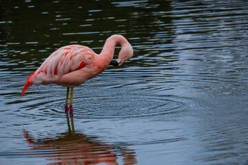 african flamingo walking around in water with reflection