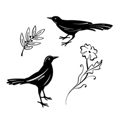 Two black birds as design elements. Hand drawn sketch style. Isolated on white background. Vector illustration