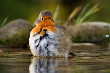 A puffy robin in the water. Czechia.