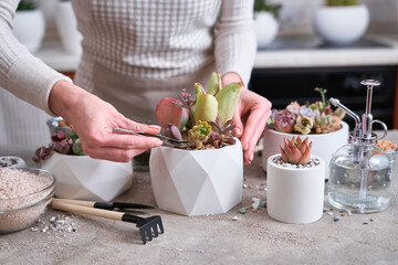 Woman cultivating houseplants groups in a pots on concrete table - Echeveria and Pachyveria opalina Succulents