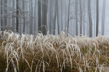 Fog in a beech forest with hoarfrost on the grass. Hostyn hills. Moravia. Czechia. - obrazy, fototapety, plakaty