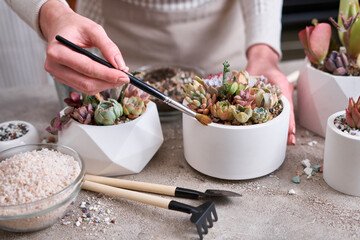 Woman cultivating houseplants groups in a pots on concrete table - Echeveria and Pachyveria opalina Succulents