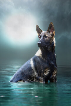 German Sheperd In The Water