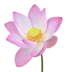 Realistic of a closed up of pink lotus head beautifully blooming.