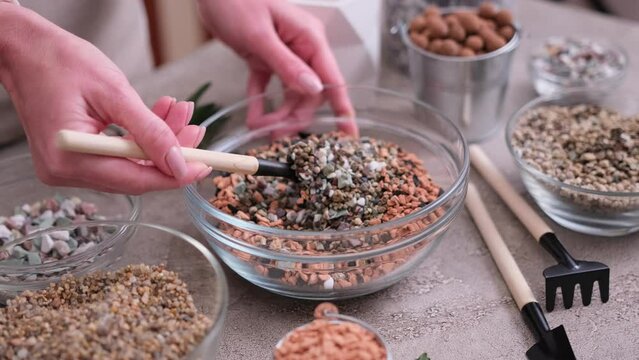 Home Gardening and plant transplantation - Woman preparing soil substrate for succulents