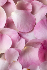 Fototapeta na wymiar Close up view of petali di rose, floral background, romantic concept