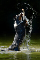 border collie shooting in the water
