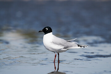 ズグロカモメ成鳥夏羽 (Saunders's gull)