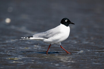 ズグロカモメ成鳥夏羽 (Saunders's gull)