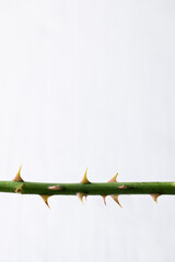 Isolated rose stem with thorns on white background