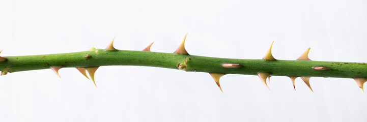 Isolated rose stem with thorns on white background