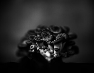 Oyster mushrooms on a black background. wild mushrooms. mushroom cultivation