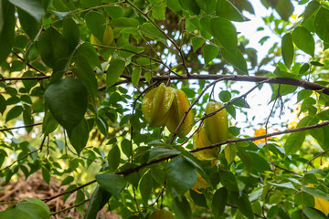 Branch  with ripe fruits fruit - carambola in the Gardens Almona collection, in the rays of the...